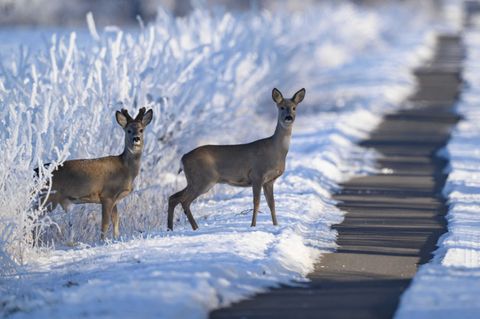 Wildtiere brauchen im Winter mehr Energie, die Nahrungssuche ist schwieriger. (Archivbild) Foto: Patrick Pleul/dpa