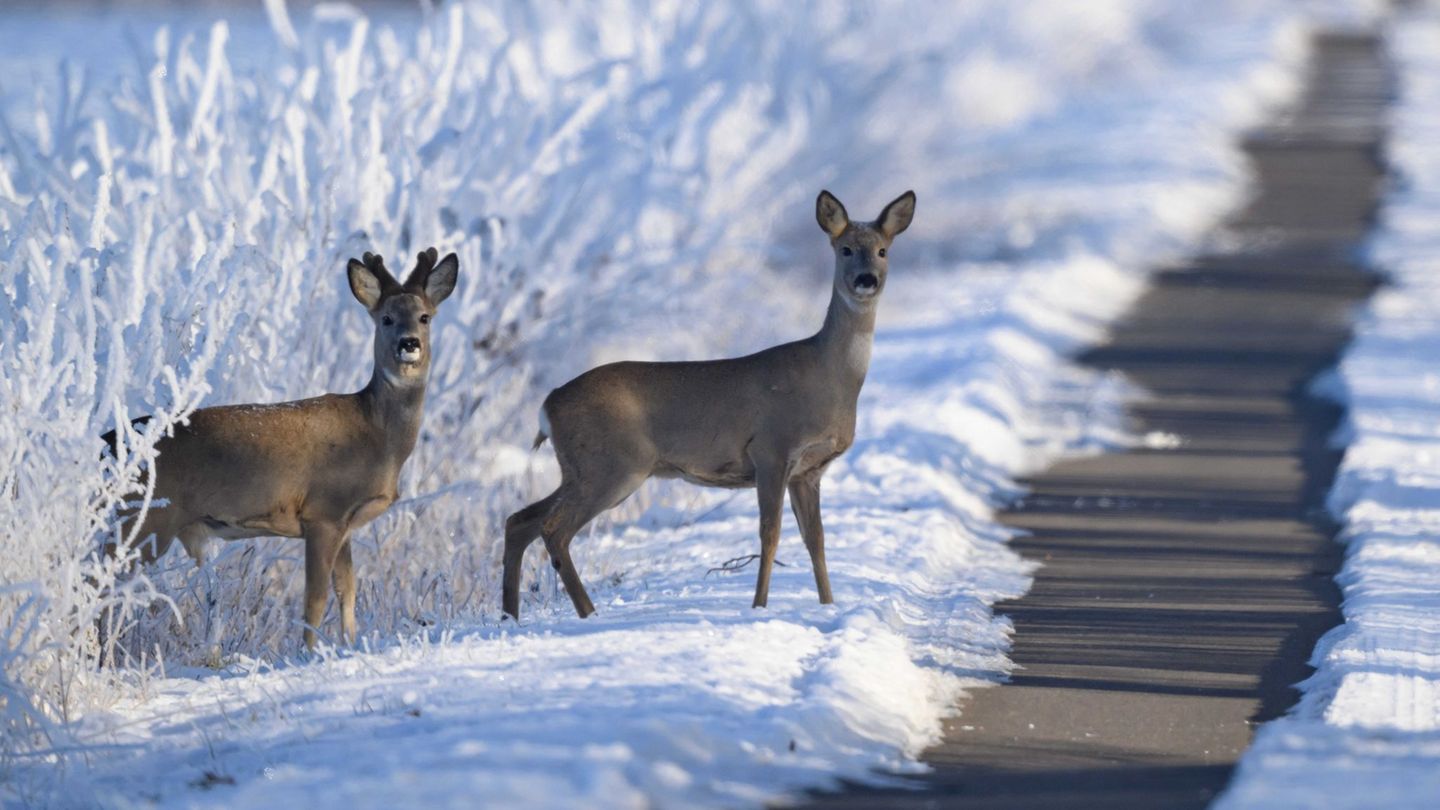 Wildtiere brauchen im Winter mehr Energie, die Nahrungssuche ist schwieriger. (Archivbild) Foto: Patrick Pleul/dpa