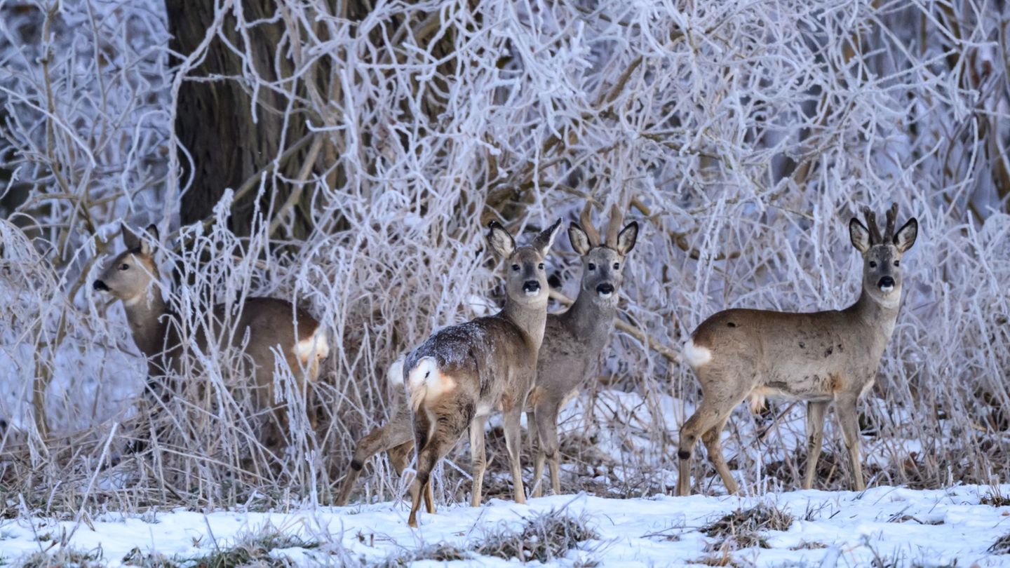 Frost und Eis bedrohen Brandenburgs Wildtiere. (Archivbild) Foto: Patrick Pleul/dpa