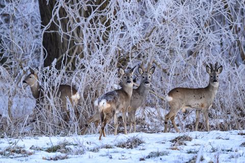 Frost und Eis bedrohen Brandenburgs Wildtiere. (Archivbild) Foto: Patrick Pleul/dpa