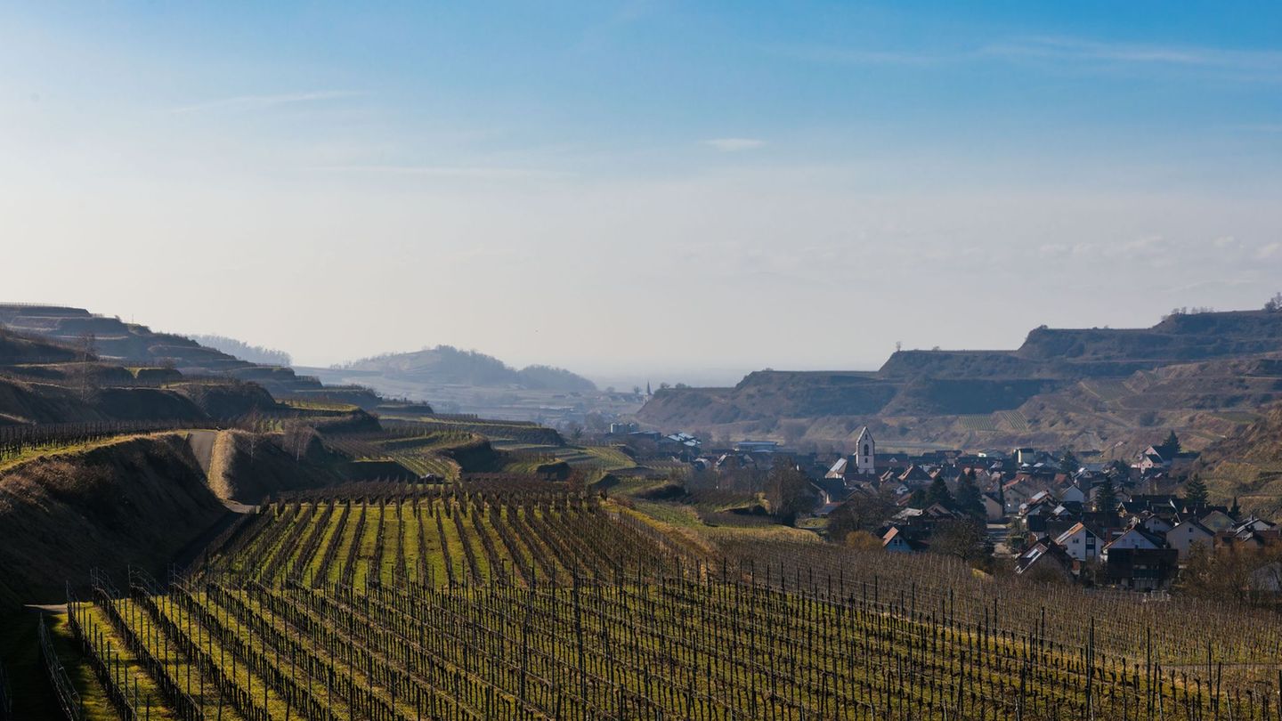 Entlang des Rheins, wie hier am Kaiserstuhl, wird es Samstag nahezu frühlingshaft warm. Foto: Philipp von Ditfurth/dpa