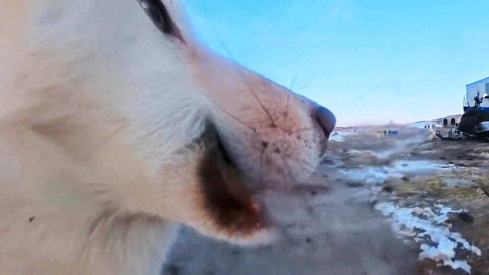 Husky klaut Kamera – und filmt Grönland aus Hunde-Perspektive