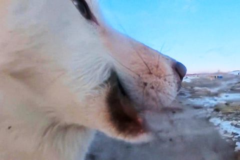 Husky klaut Kamera – und filmt Grönland aus Hunde-Perspektive