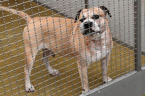 Konflikte, Unsicherheit und Stress beeinflussen das Aggressionspotenzial von Hunden. Foto: Holger Hollemann/dpa