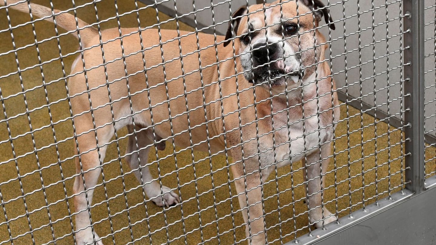 Konflikte, Unsicherheit und Stress beeinflussen das Aggressionspotenzial von Hunden. Foto: Holger Hollemann/dpa