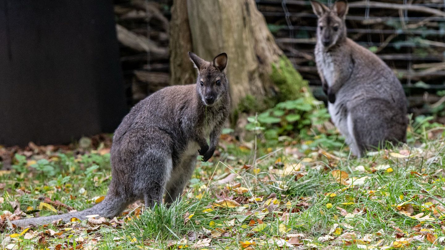 Kängurus sind beliebte Tiere. (Archivbild) Foto: Fabian Sommer/dpa