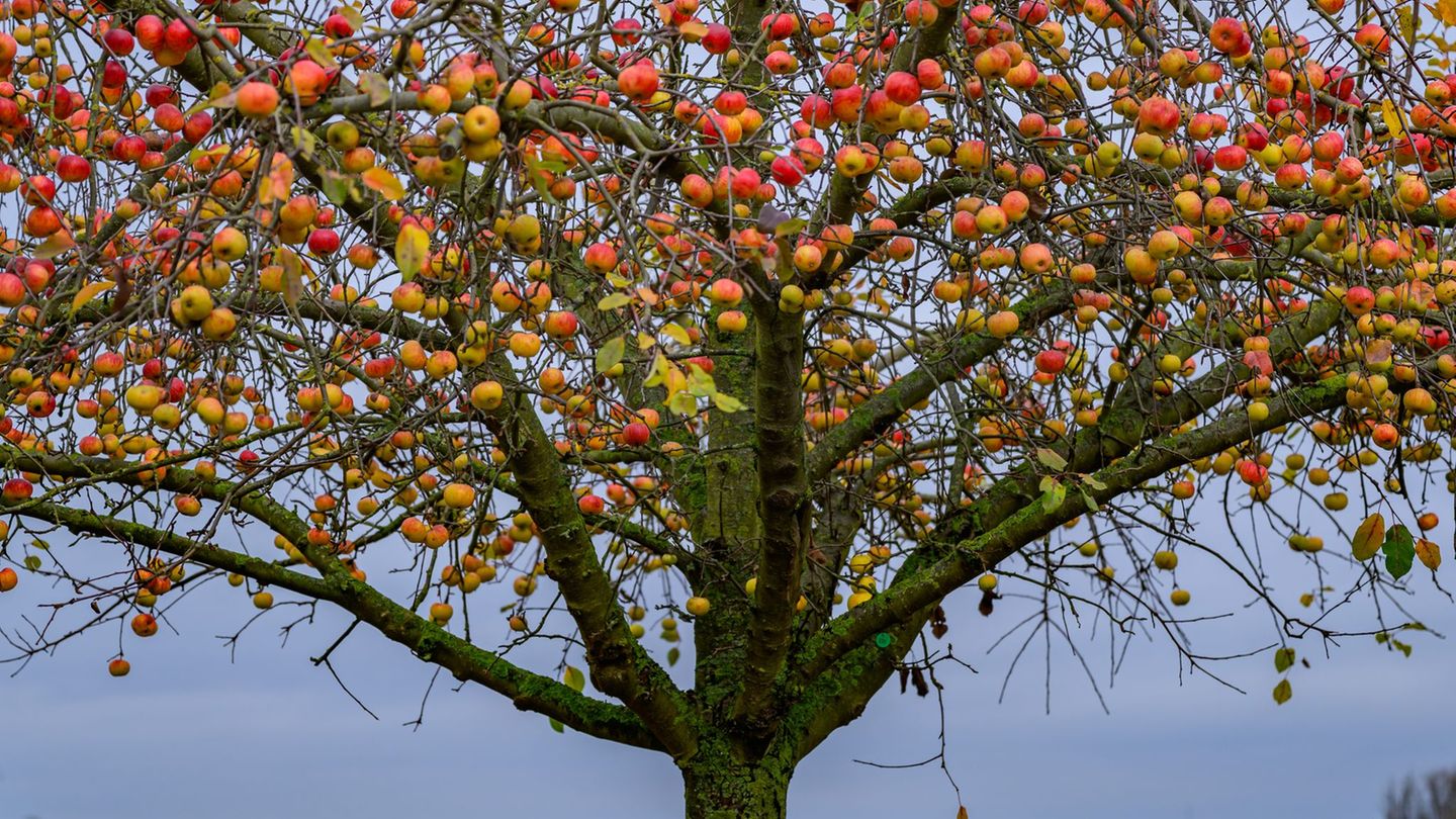 Bei den norddeutschen Obstbautagen werden Innovationen vorgestellt. Foto: Patrick Pleul/dpa