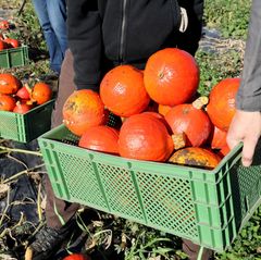 Die Ziele beim Ausbau des Öko-Landbaus in Mecklenburg-Vorpommern werden verfehlt. (Archivbild) Foto: Bernd Wüstneck/dpa-Zentralb