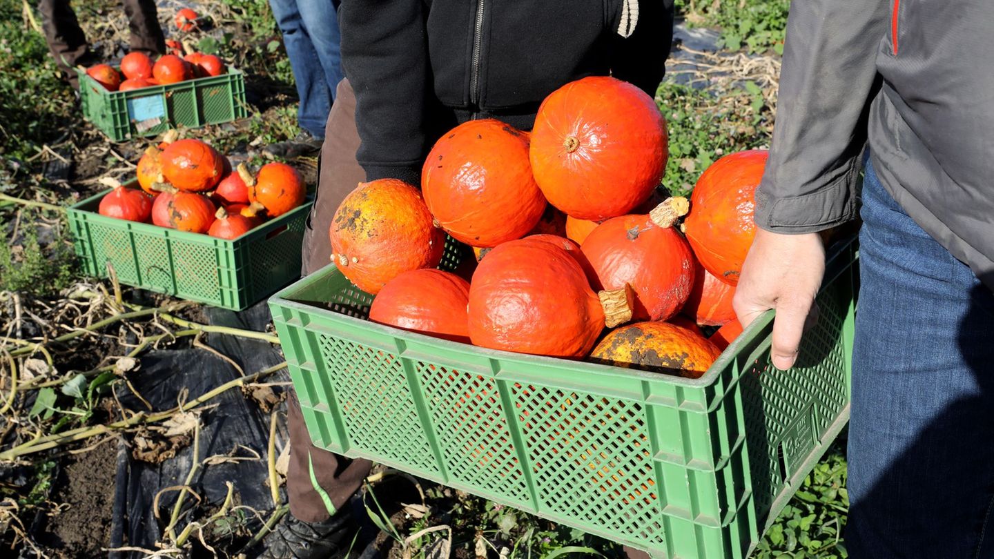 Die Ziele beim Ausbau des Öko-Landbaus in Mecklenburg-Vorpommern werden verfehlt. (Archivbild) Foto: Bernd Wüstneck/dpa-Zentralb