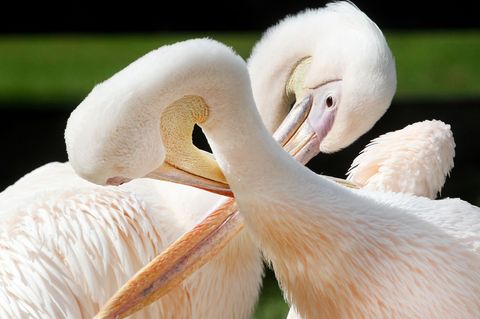 Turteln erlaubt: Im Krefelder Zoo erfahren Verliebte Wissenswertes über das Liebesleben der Tiere - etwa über das Balzverhalten