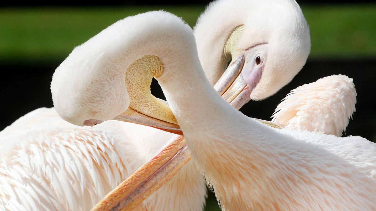 Turteln erlaubt: Im Krefelder Zoo erfahren Verliebte Wissenswertes über das Liebesleben der Tiere - etwa über das Balzverhalten