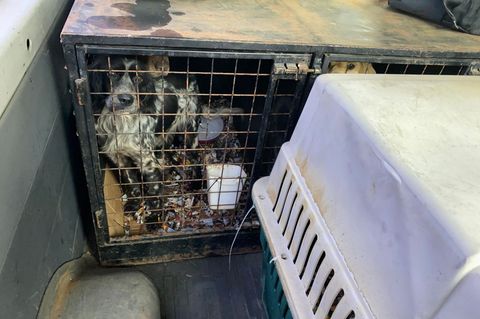 In den Käfigen der Hunde war es stark verschmutzt. (Handout) Foto: --/Polizeiinspektion Furth im Wald/dpa