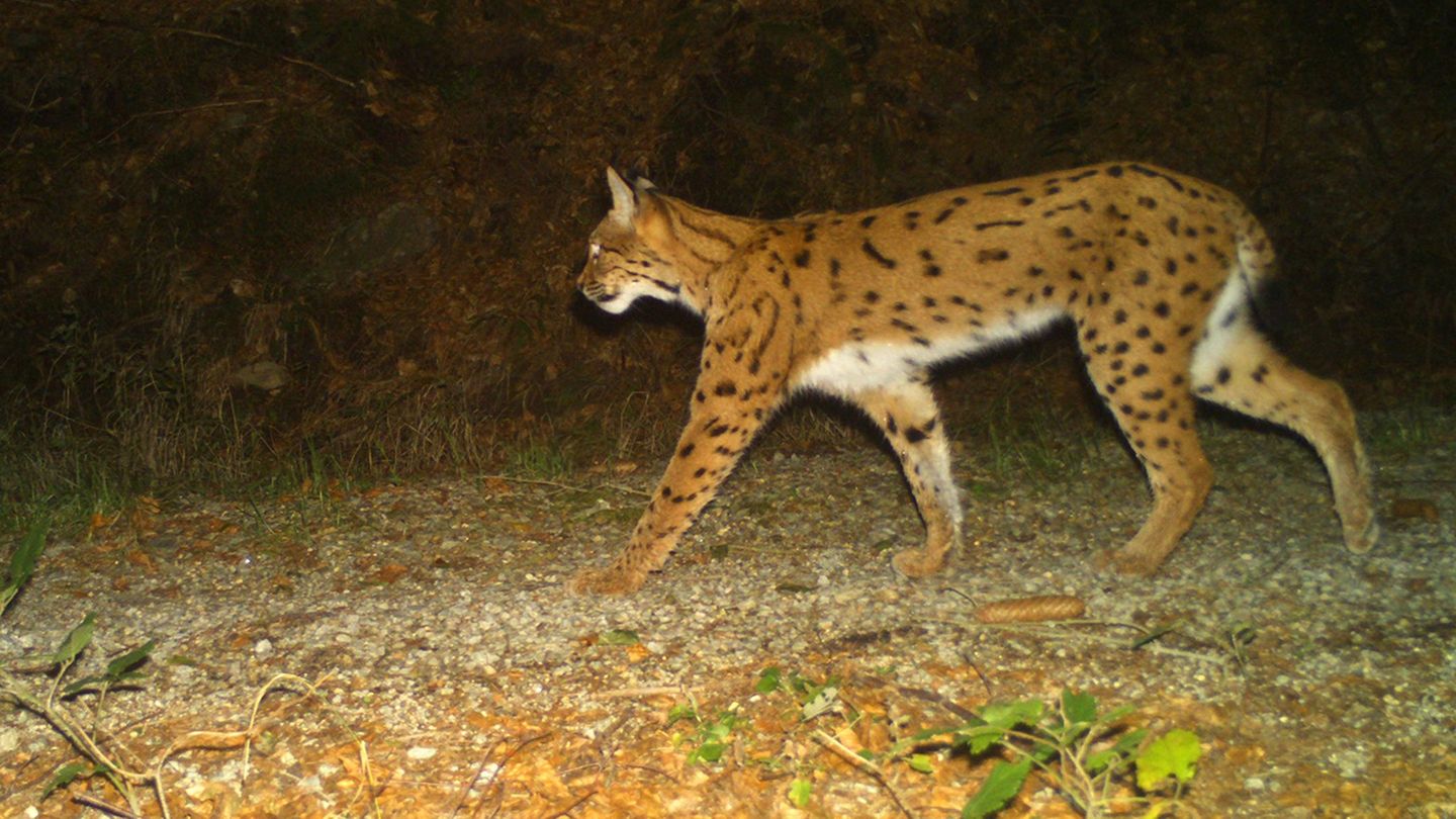 Insgesamt 22 Jungtiere leben nun in den beiden Nationalparken Bayerischer Wald und Šumava. (Symbolbild) Foto: Wildtierkamera/Nat