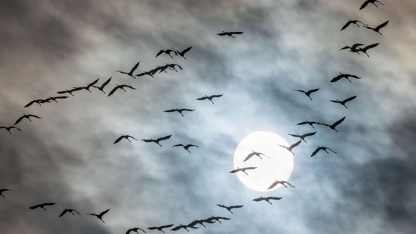 Die Kraniche kehren wieder zurück. Foto: Frank Rumpenhorst/dpa