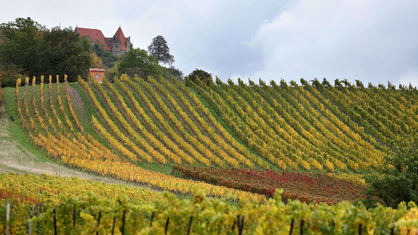 Die Weinberge rund um Würzburg gelten als eine der Attraktionen für Touristen in Franken (Archivbild). Foto: Karl-Josef Hildenbr