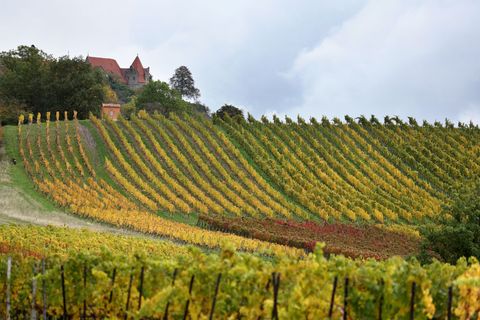 Die Weinberge rund um Würzburg gelten als eine der Attraktionen für Touristen in Franken (Archivbild). Foto: Karl-Josef Hildenbr