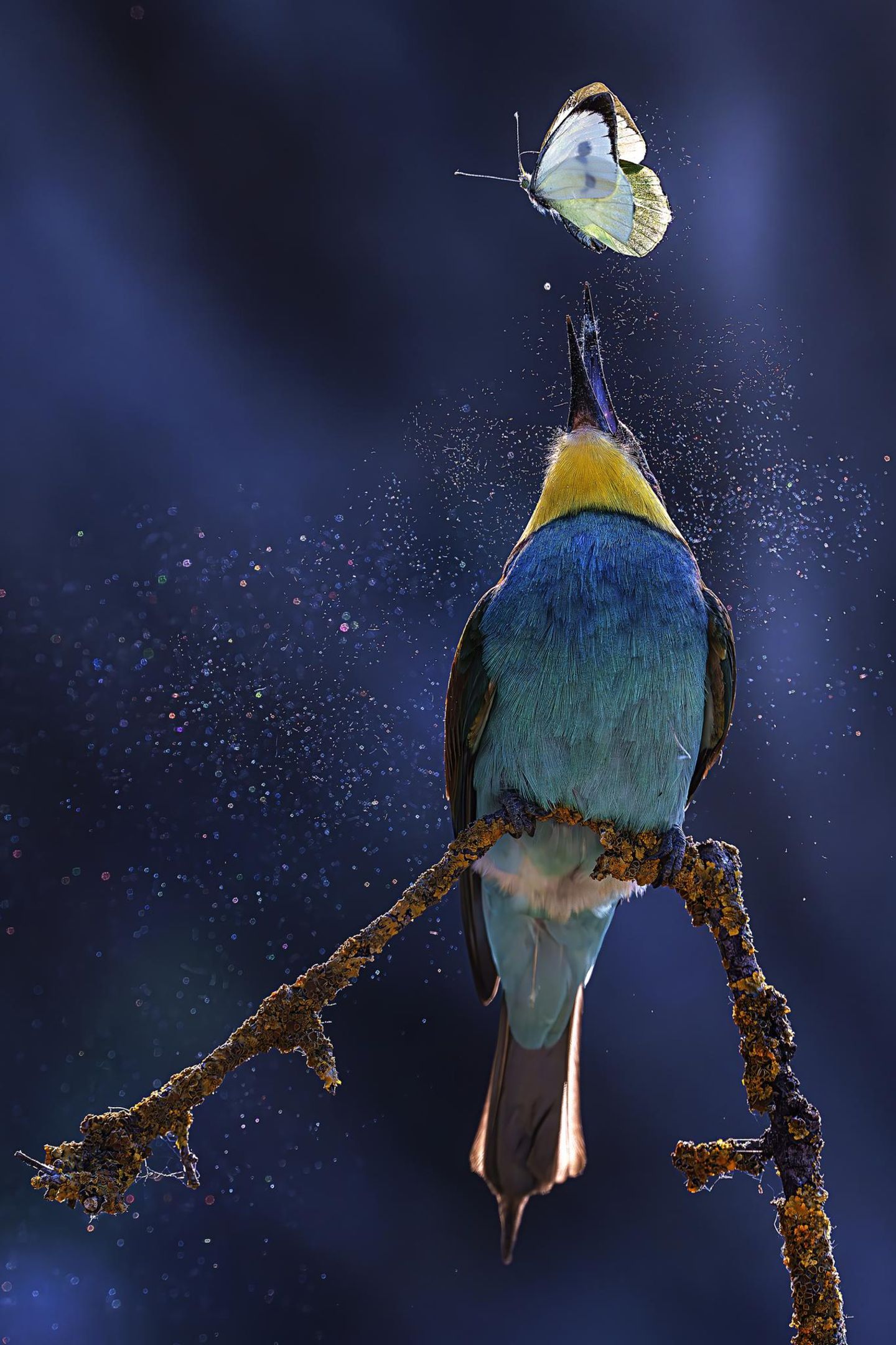 Bienenfresser und Schmetterling