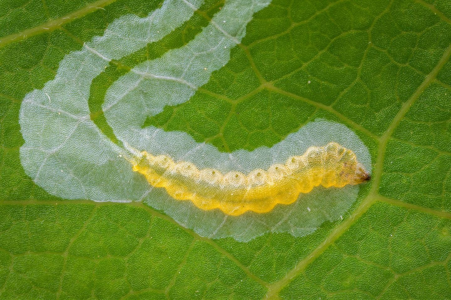 Pappelblattminiermotte