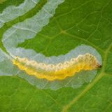 Pappelblattminiermotte