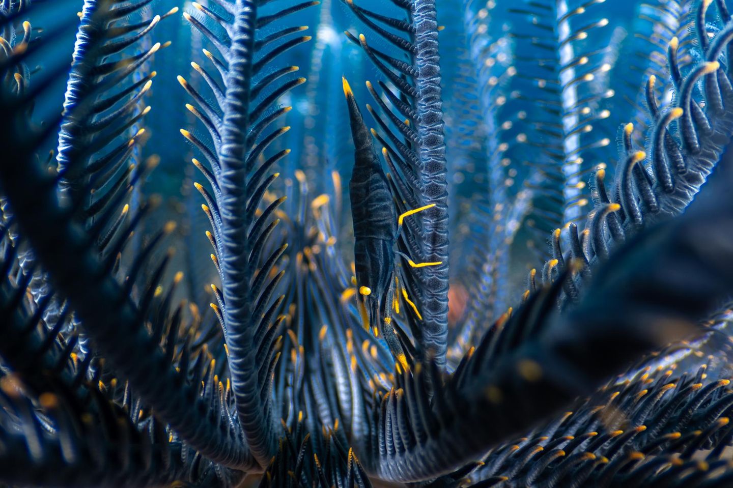 Seelilie und Garnele