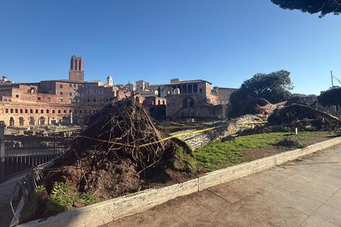 Nach Unwettern sind innerhalb eines Monats drei solcher Bäume mitten auf der berühmten Via dei Fori Imperiali umgestürzt - sie z