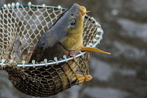 Der Wert der gestohlenen Karpfen liegt laut Polizei im mittleren zweistelligen Bereich. (Symbolbild) Foto: Daniel Karmann/dpa