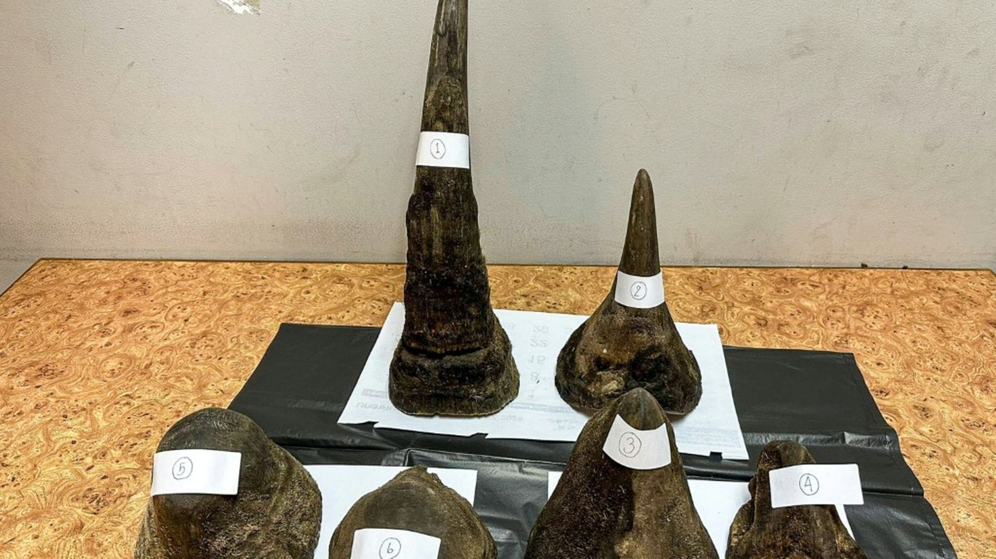 Beschlagnahmte Rhinozeros-Hörner