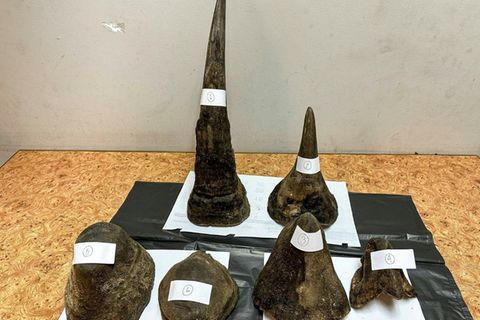 Beschlagnahmte Rhinozeros-Hörner