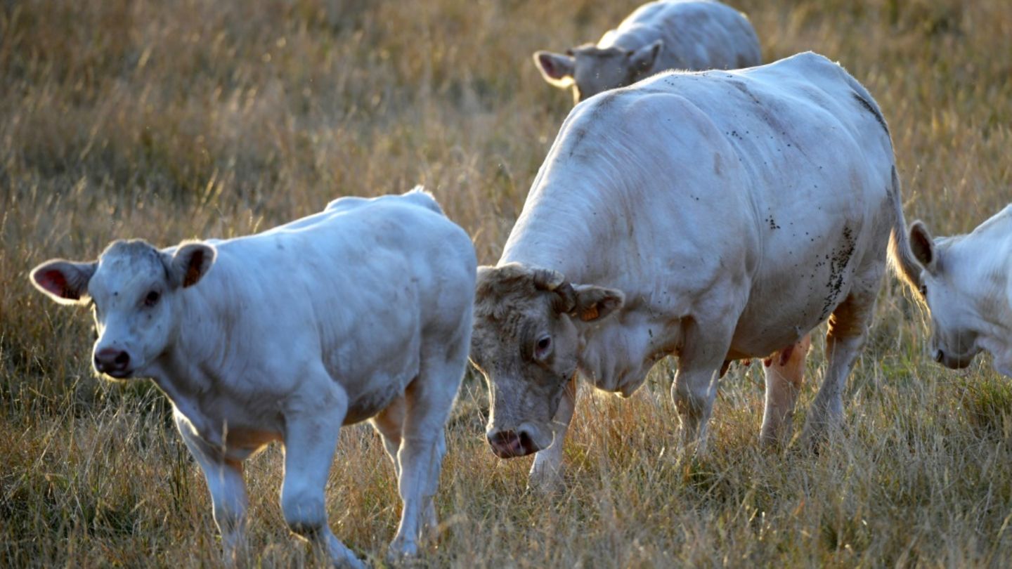 Rinder auf einer Weide