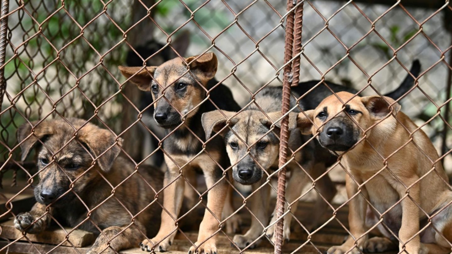 Hunde in Käfig