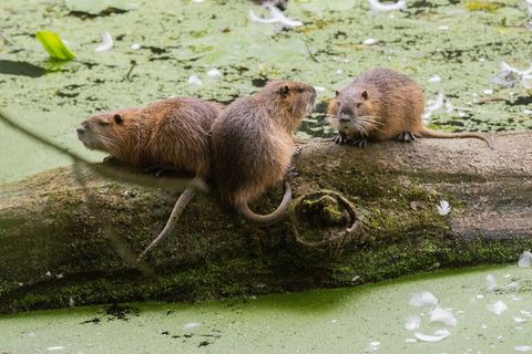 Nutrias werden intensiv bejagt. (Archivbild) Foto: Julian Stratenschulte/dpa