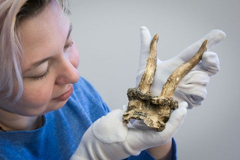 Kuratorin Josefine Biedinger zeigt Rehgeweihkopfschmuck aus einer jungsteinzeitlichen Siedlung. Foto: Heiko Rebsch/dpa