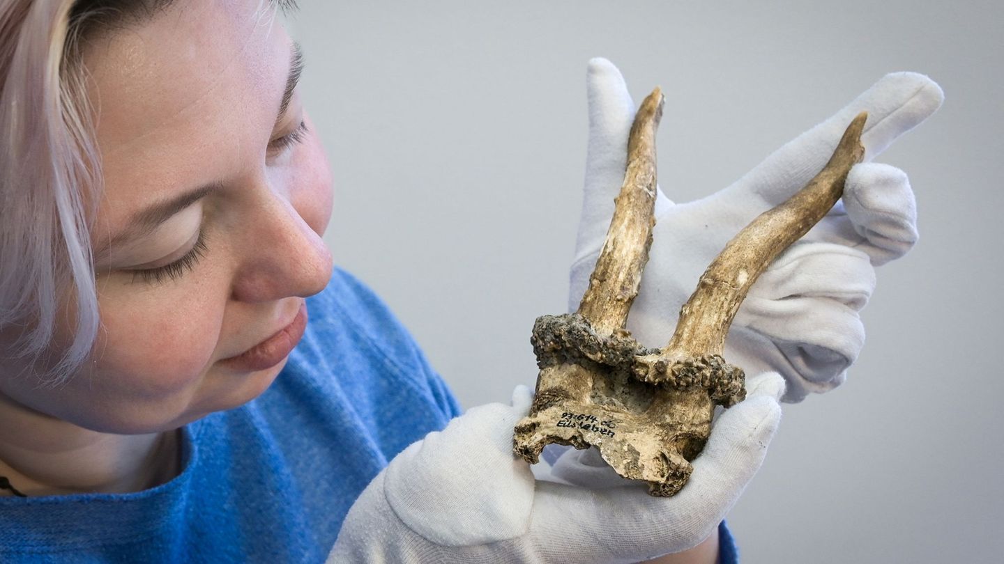 Kuratorin Josefine Biedinger zeigt Rehgeweihkopfschmuck aus einer jungsteinzeitlichen Siedlung. Foto: Heiko Rebsch/dpa
