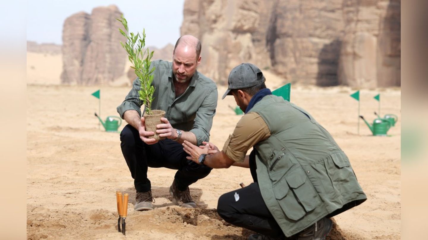 Prinz William pflanzt während seines Besuchs im Sharaan-Naturschutzgebiet eine Akazie.