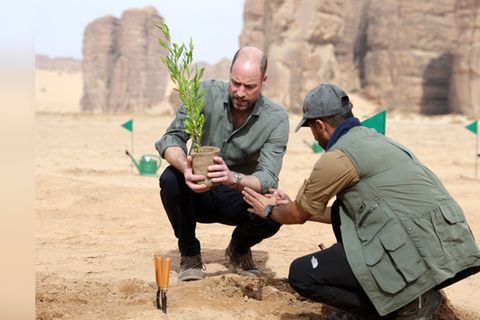 Prinz William pflanzt während seines Besuchs im Sharaan-Naturschutzgebiet eine Akazie.