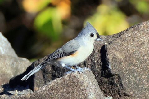 Ein kleiner grauer Vogel