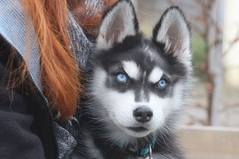 Wido trägt von seinen Verletzungen noch eine Narbe am Kopf. Foto: Bodo Schackow/dpa