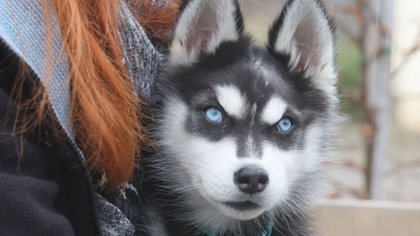 Wido trägt von seinen Verletzungen noch eine Narbe am Kopf. Foto: Bodo Schackow/dpa