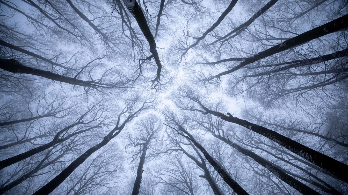 Sassnitz, Deutschland. Ein Blick in die geheimnisvollen Höhen der Buchen des Nationalparks Jasmund bei Sassnitz. Die einzigartigen Buchenwälder des Nationalparks sind Teil des Unesco-Weltnaturerbes „Alte Buchenwälder und Buchenurwälder der Karpaten und anderer Regionen Europas“. Der frostige Nebel verwandelt die Bäume in kunstvolle Silhouetten.