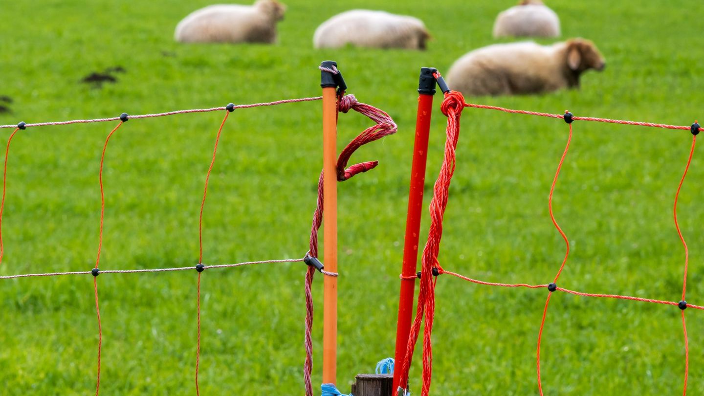 Die Polizei schätzt den Schaden auf einen unteren fünfstelligen Betrag. (Symbolbild) Foto: Peter Kneffel/dpa