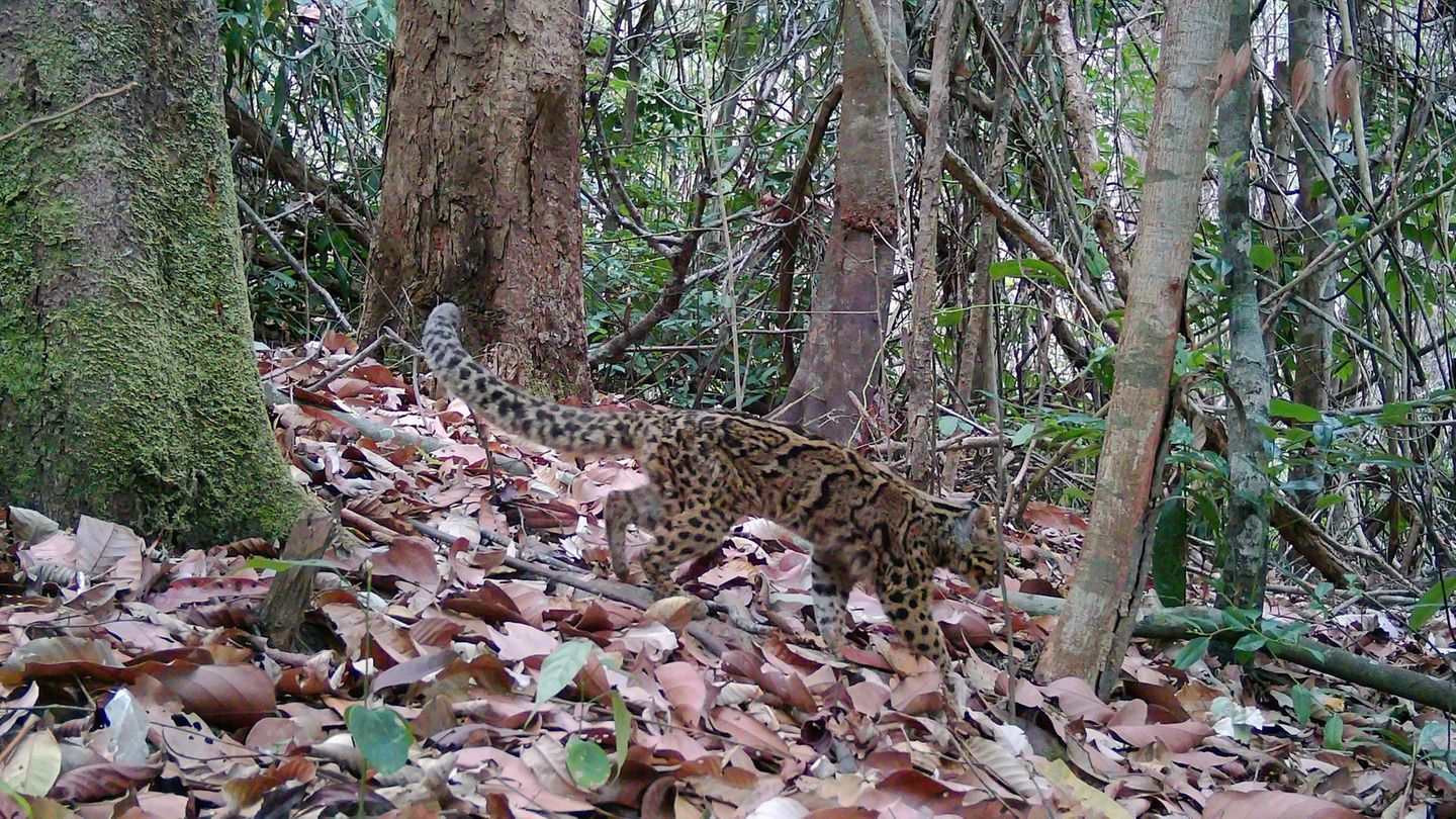 Marmorkatzen leben in Südostasien und gelten als gefährdet. Wegen ihrer versteckten, baumbewohnenden Lebensweise ist die Art kau