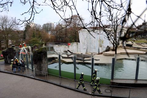 Die Feuerwehr füllte Eisbärenbecken wieder auf Foto: Timo Deible/Zoo Karlsruhe/dpa