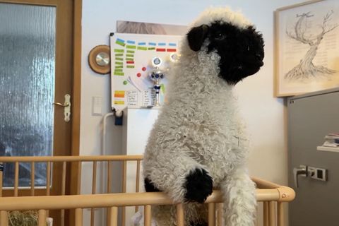 Büroschaf Shaun ist im Käfig und mäht.