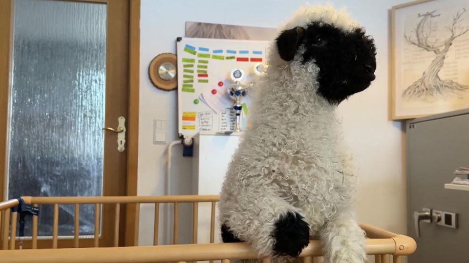 Büroschaf Shaun ist im Käfig und mäht.