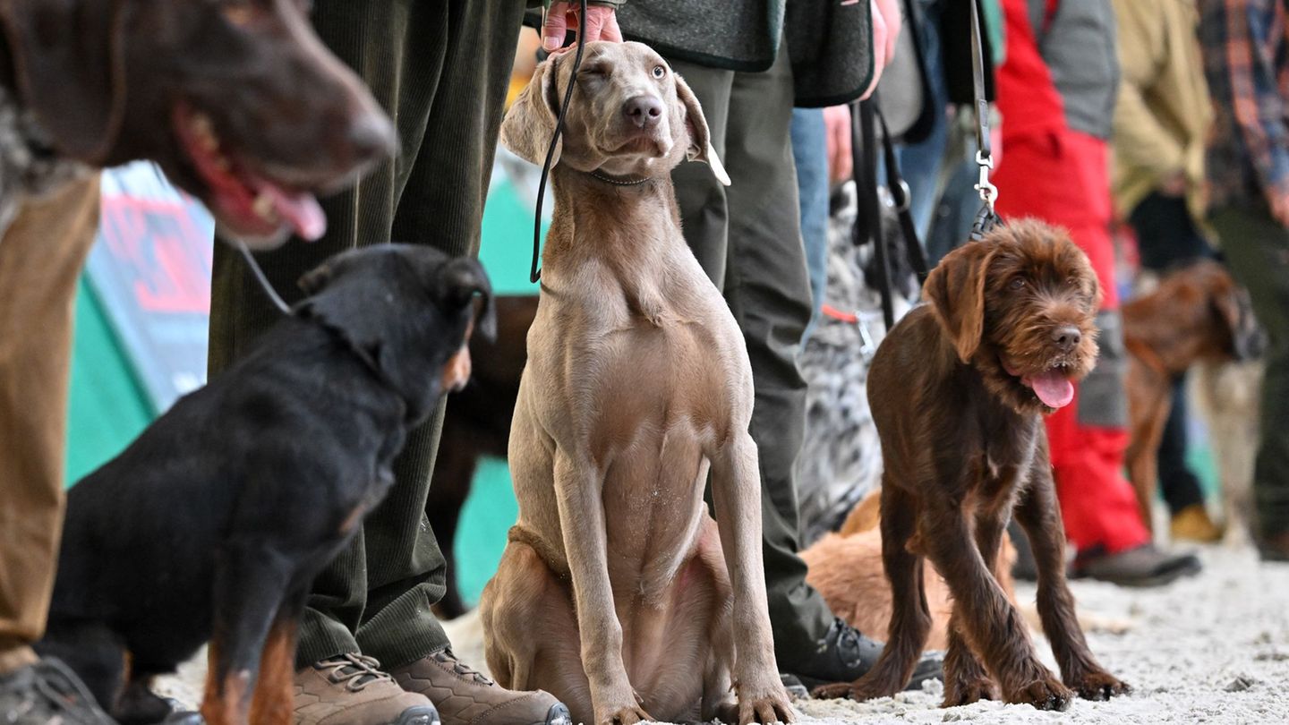Angebote für Freizeit im Grünen werden geboten. (Archivbild) Foto: Martin Schutt/dpa