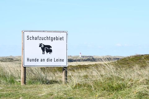 Ein Goldschakal auf Sylt hat erneut das Verwaltungsgericht beschäftigt. (Symbolbild) Foto: Lea Sarah Albert/dpa