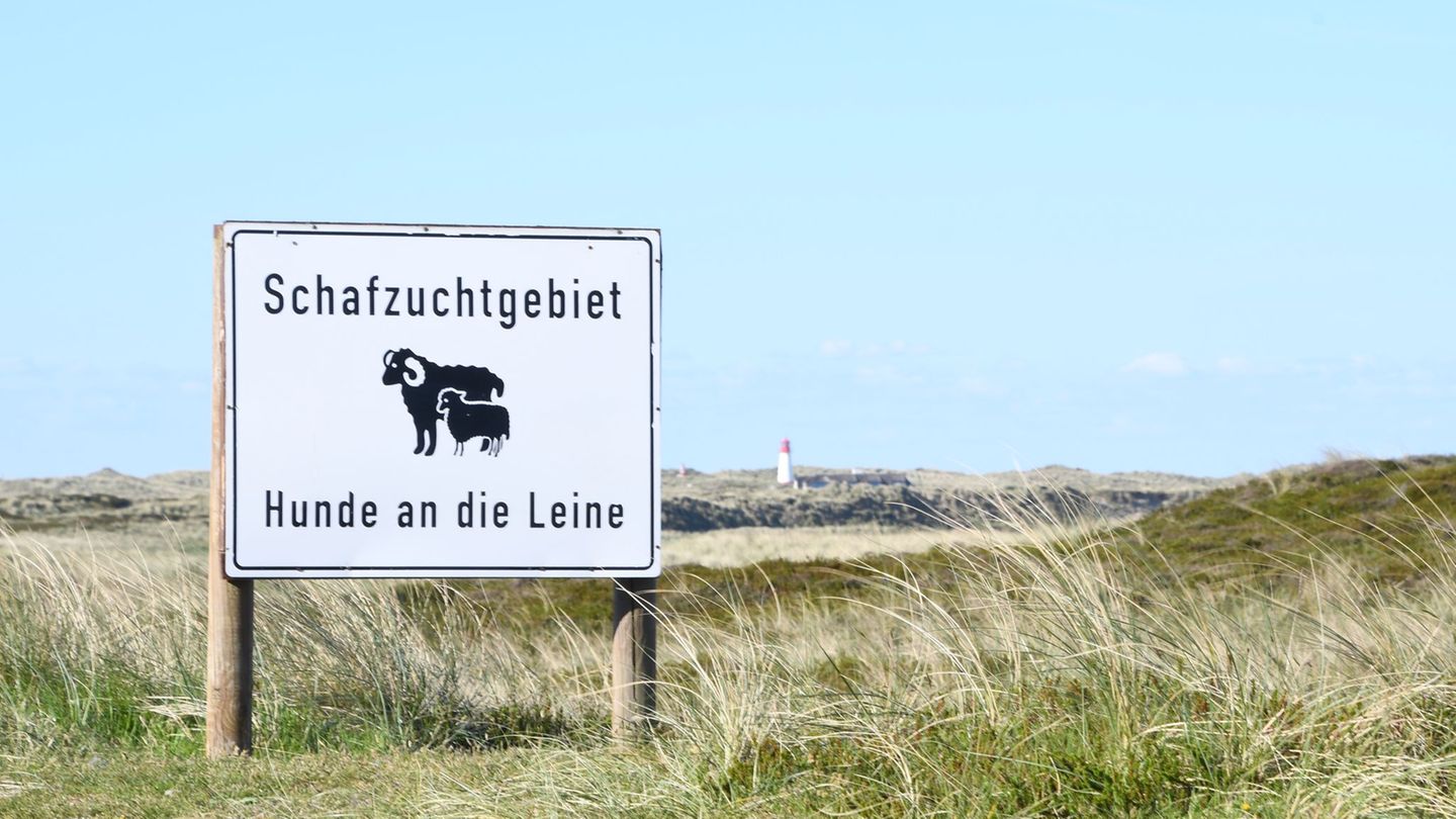 Ein Goldschakal auf Sylt hat erneut das Verwaltungsgericht beschäftigt. (Symbolbild) Foto: Lea Sarah Albert/dpa