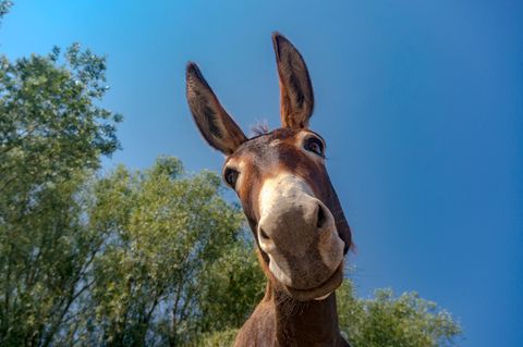 Mann raubt Juwelier aus – und flieht auf Esel