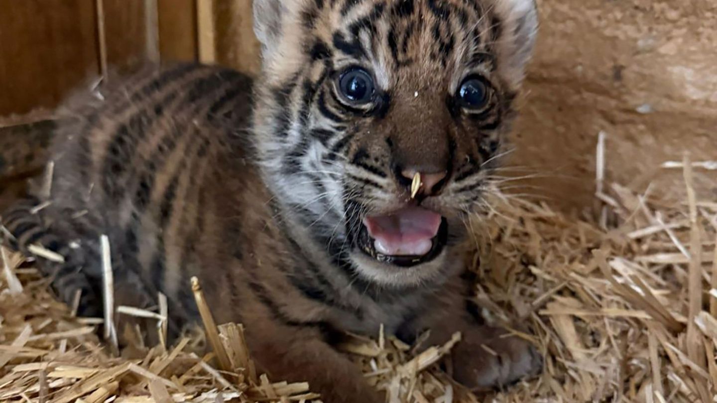 Das undatierte, am 12. Februar 2026 vom Tierpark Berlin veröffentlichte Foto zeigt ein neugeborenes Tiger-Jungtier. (Handout) Fo