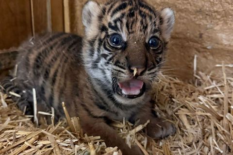 Das undatierte, am 12. Februar 2026 vom Tierpark Berlin veröffentlichte Foto zeigt ein neugeborenes Tiger-Jungtier. (Handout) Fo